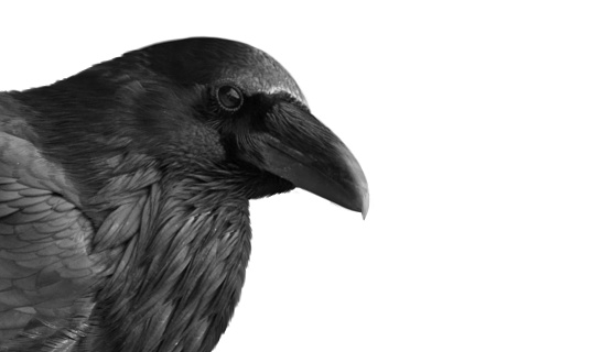 Black Crow Head Face On The White Background