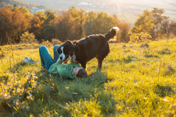 Cheerful Bernese Mountain Dog playing with mid adult woman lying on green lush mountain during vacation on sunny day