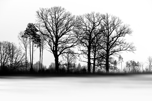 Minimalistic black and white landscape. Dark silhouettes of trees on white snow with black ink effect and blurred foreground.