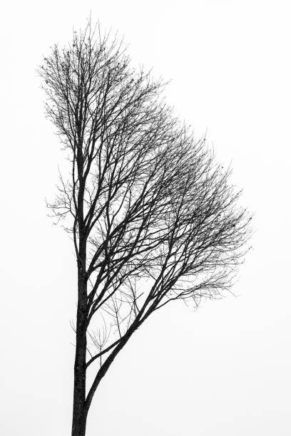 silhouette sombre d’un bel arbre sur neige blanche avec effet encre noire et flou de mouvement. minimalisme dans le paysage. - white black tree fog photos et images de collection