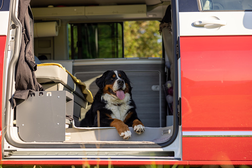 Low angle view of cute Bernese Mountain Dog sticking out tongue while relaxing in motor home seen through doorway
