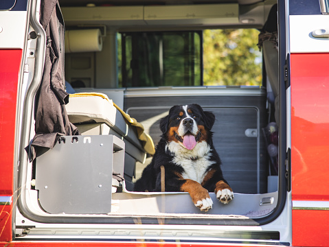 Low angle view of cute Bernese Mountain Dog sticking out tongue while relaxing in motor home seen through doorway