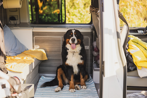 Portrait of cute Bernese Mountain Dog sticking out tongue while sitting in camper trailer