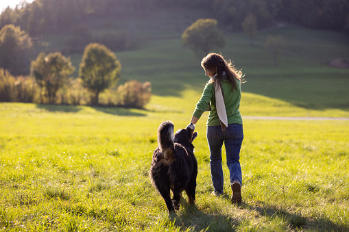 Rear view of female tourist with Bernese Mountain Dog walking on grassy landscape at weekend during sunny day