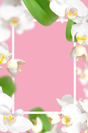 Frame made of branches of white Phalaenopsis orchid flowers, green leaves on pink background. Tropical Floral background, card with orchids for holiday, March 8, mother's day. Beauty and spa flower.