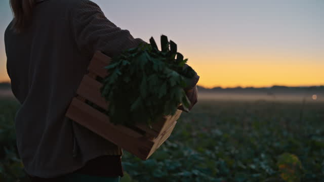 Female farmer carrying crate of vegetables in idyllic sunrise field