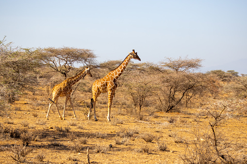 Giraffes standing on landscape at National Park in Kenya