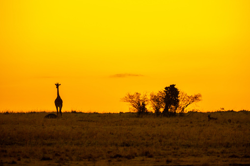 Silhouette giraffe standing on grassy landscape against orange clear sky at National Park in Kenya,East Africa during sunset