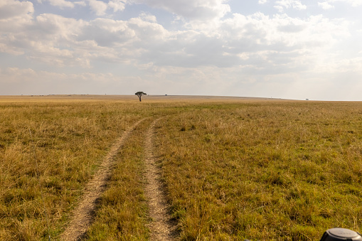 Scenic view of grassy arid landscape with trail against cloudy sky during sunny day at National Park in Kenya,East Africa