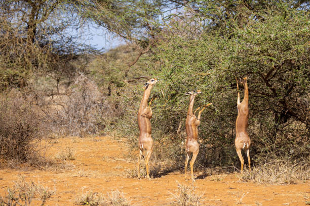 trois impalas brunes se dressent sur des arbres et mangent des feuilles dans la forêt du parc national du kenya, en afrique de l’est, par une journée ensoleillée - impala photos et images de collection