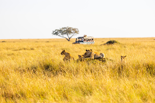 Lions and cubs relaxing on grassy landscape against clear sky at National Park in Kenya,East Africa on sunny day