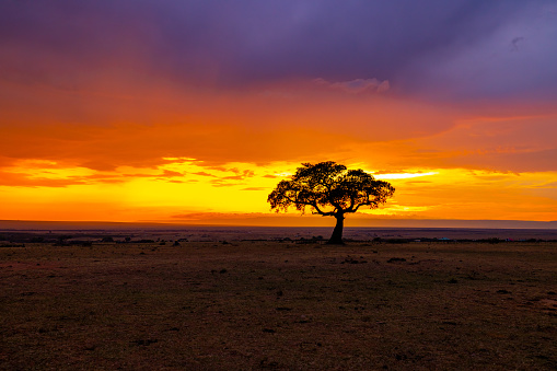 Silhouette single acacia tree on landscape against dramatic orange sky in National Park at Kenya,East Africa during sunset