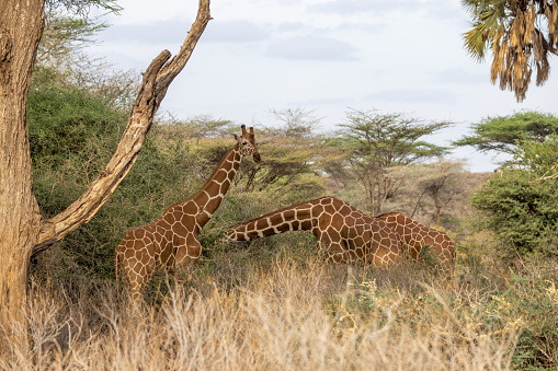 Giraffes standing on grassy land in National Park at Kenya