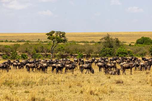 Group of black wildebeests standing on grassy landscape at National Park in Kenya,East Africa on a sunny day