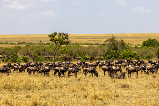 . herd of African cows near the Maasai village against the backdrop of blue mountains. Africa travel concept