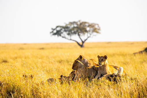 A lion laying on the road