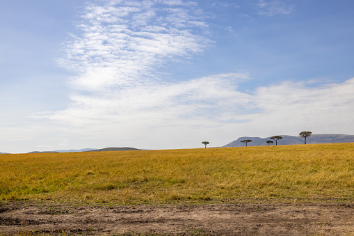 Trees and grasses growing on arid landscape against cloudy sky during sunny day at National Park in Kenya,East Africa