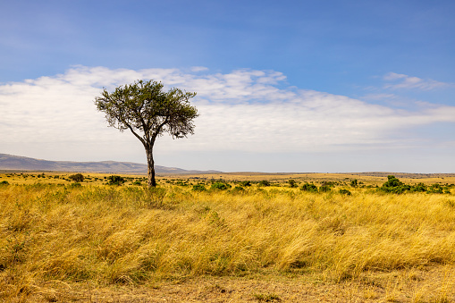 Single acacia tree on grassy landscape against beautiful cloudy sky during sunny day at National Park in Kenya,East Africa