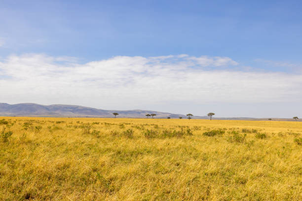 istock Distant view of trees growing on grassy landscape against sky 1466769360