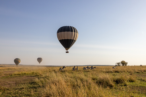 Hot air balloons safari flying over zebras grazing on grassy landscape against clear sky at Maasai Mara National Reserve in Kenya