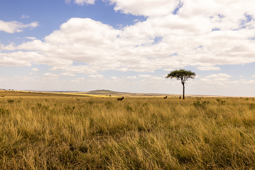 Single acacia tree on tranquil grassy landscape against beautiful cloudy sky during sunny day at National Park in Kenya,East Africa