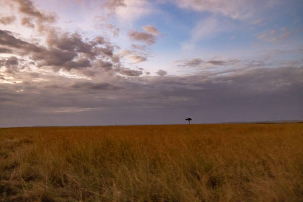 Distant view of single acacia tree on grassy landscape against beautiful dramatic sky during sunset at National Park in Kenya,East Africa