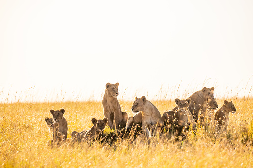 Lions with cubs relaxing on grassy landscape against clear sky at National Park in Kenya,East Africa during sunny day
