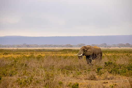 Elephant standing amidst green plants on landscape against sky at National Park in Kenya,East Africa