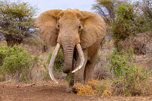 African elephant (Loxodonta africana) bull walking on savanna, looking at camera, Amboseli national park, Kenya.