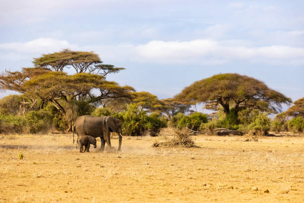 istock Elephant and cub walking on landscape in National Park 1466769627
