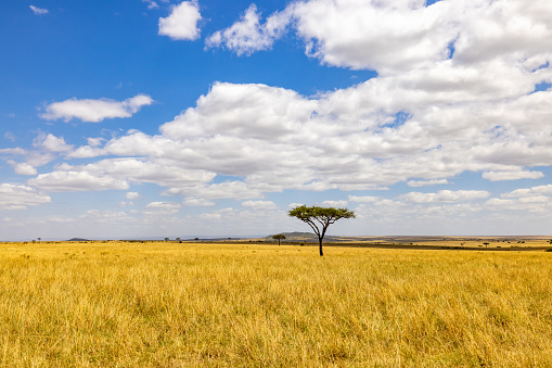View of single acacia tree on green grassy landscape against beautiful cloudy sky during sunny day at National Park in Kenya,East Africa