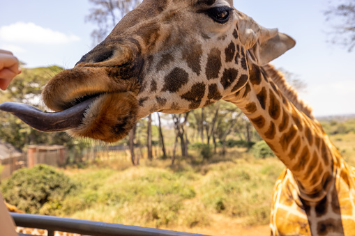 Close-up of giraffe sticking out tongue in forest against sky at National Park in Kenya,East Africa