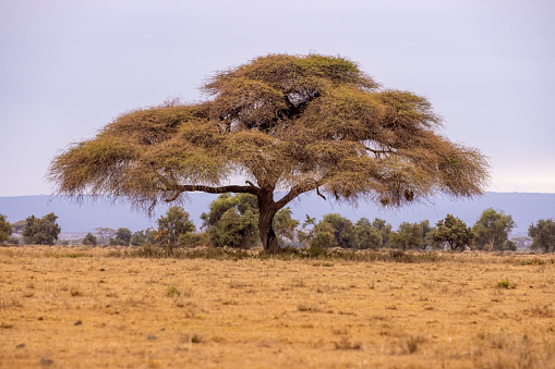 Tranquil view of acacia tree growing on landscape against clear sky in National Park at Kenya,East Africa during summer