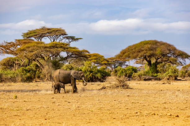 ケニアの国立公園の風景の上を歩くゾウとカブ - アフリカゾウ ストックフォトと画像