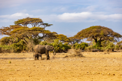 Side view of elephant with cub walking on landscape against trees and cloudy sky in National Park at Kenya,East Africa during sunny day