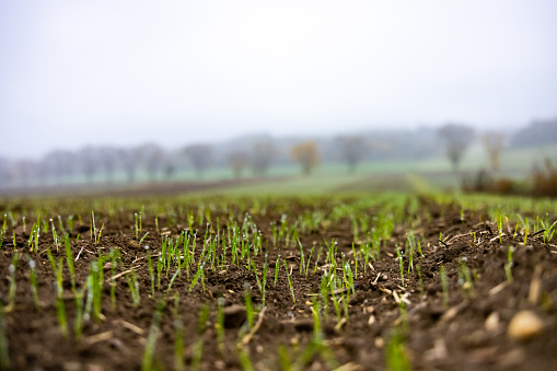 Young Green wheat seedlings growing in a soil field. Close up on sprouting rye agricultural on a field in sunset.