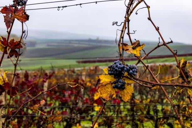 Bunch of ripe black grapes with colorful leaves in autumn vineyard