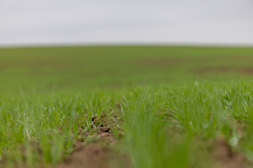 Close-up of green grass in rural landscape
