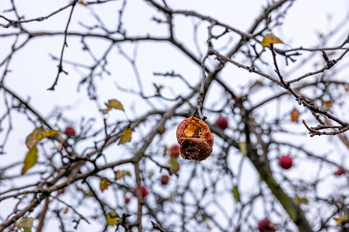 Close-up of rotten apple on branch during autumn