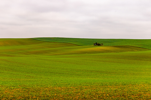 Green wheat fields planted in ESKİŞEHİR alpu plain