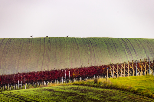Beautiful view of red leaves in vineyard during autumn season