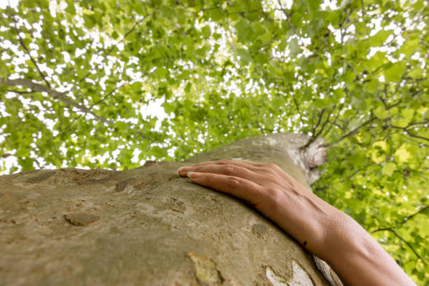 A young female hand gently touches the bark of a pine tree in the morning sun