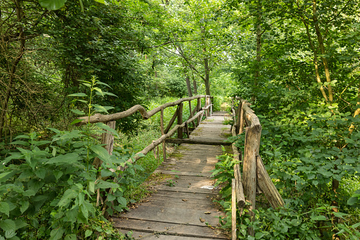 Old wooden footbridge surrounded by green leaves and branches in forest
