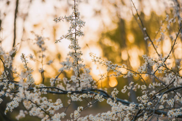 Beautiful spring white flowers on branches