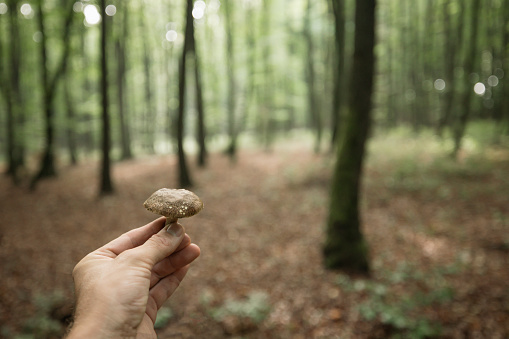 Cropped hand of person holding freshly picked edible mushroom against trees in woodland during vacation