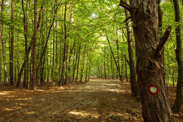 Idyllic view of footpath with autumn leaves amidst lush green trees growing on landscape in forest