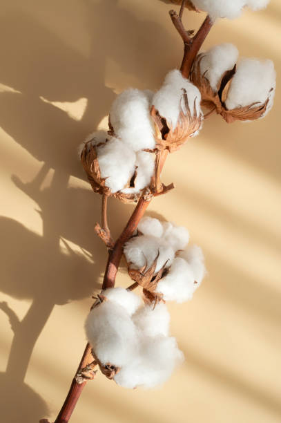 istock Branch with white cotton flowers with sun shadows on beige background flat lay. Delicate light beauty cotton background. Natural organic fiber, agriculture, cotton seeds, raw materials for fabric 1466771291