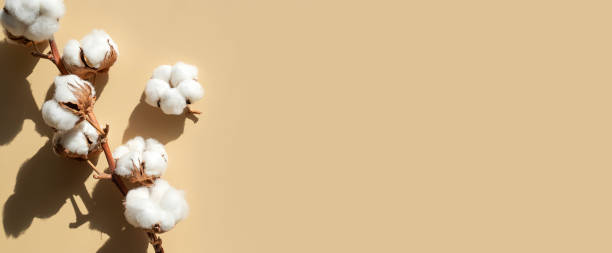 istock Branch with white cotton flowers with sun shadows on beige background flat lay. Delicate light beauty cotton background. Natural organic fiber, agriculture, cotton seeds, raw materials for fabric 1466771299