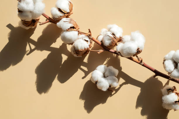 istock Branch with white cotton flowers with sun shadows on beige background flat lay. Delicate light beauty cotton background. Natural organic fiber, agriculture, cotton seeds, raw materials for fabric 1466771309