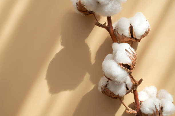 istock Branch with white cotton flowers with sun shadows on beige background flat lay. Delicate light beauty cotton background. Natural organic fiber, agriculture, cotton seeds, raw materials for fabric 1466771313